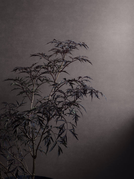 Borastapeter wallpaper - Shades Hematite